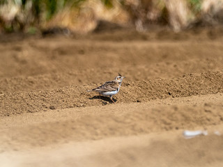 Japanese skylark in a plowed farm field 2