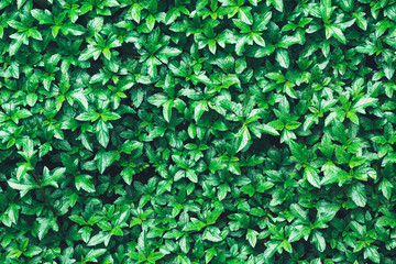 Fototapeta na wymiar Beautiful nature background from green leaves