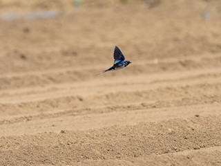 Fototapeta na wymiar Barn Swallow flies over plowed field