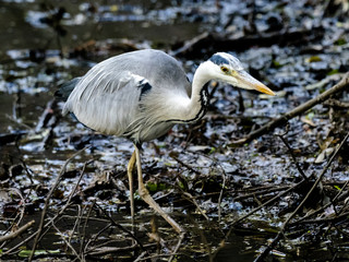 Gray heron wading through muddy wetland 3