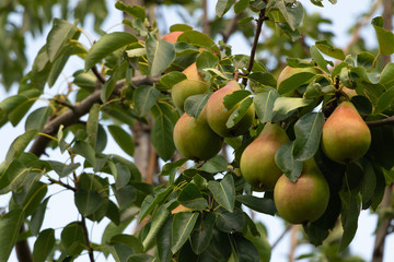 A bunch of pears in the tree. Benefits of pears. Blue sky Background
