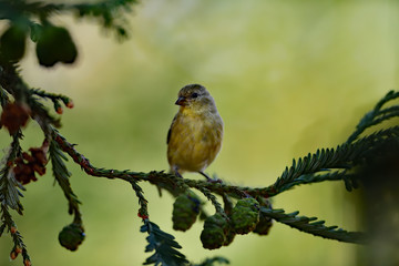 Lesser Goldfinch, aka Spinus psaltria