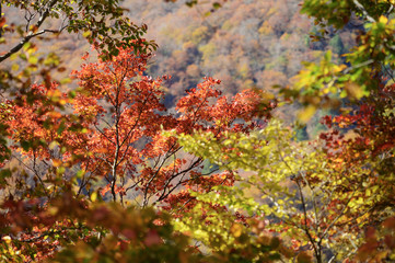紅葉した森の背景