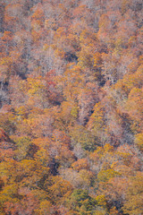 紅葉した森の背景