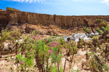 Pink flower in a dried riverbed