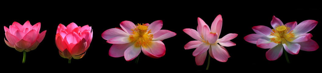 The blooming of pink lotus in Astrakhan region, river, summer. Russia wild nature. Black background.