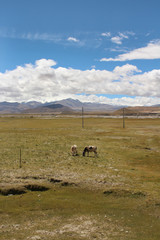 View of the Himalaya mountains and Tibetan village with yaks in Tibet, China