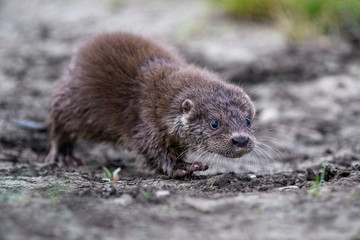 Lutra in nature habitat. Portrait of water predator