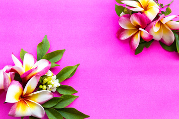 colorful flowers frangipani local flora of asia in spring season arrangement  flat lay postcard style on background pink
