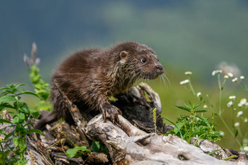 Lutra in nature habitat. Portrait of water predator