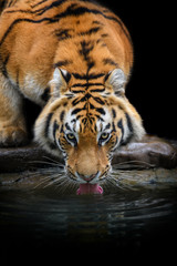 Fototapeta na wymiar Close up Siberian or Amur tiger drinking water from lake