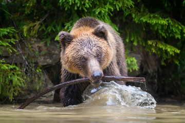 Wild adult Brown Bear (Ursus Arctos) played with a stick in a forest lake