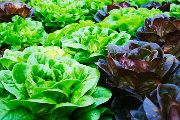 Bed of green and red butter lettuces