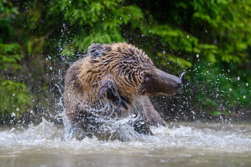 Wild adult Brown Bear (Ursus Arctos) splashing in the forest lake