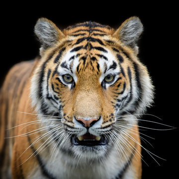 Close-up detail portrait of big Siberian or Amur tiger on black background