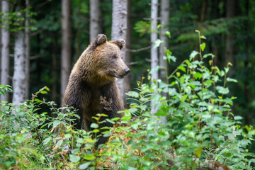 Wild adult Brown Bear ( Ursus Arctos ) in the summer forest