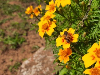 How to Honey Bee collecting honey from yellow Marigold flower. A honey bee sitting on the flower. Honey Bee collecting flower juice from flower in spring season. A Insect in garden.