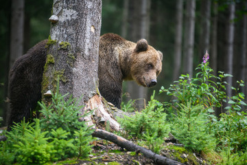 Wild adult Brown Bear ( Ursus Arctos ) in the summer forest