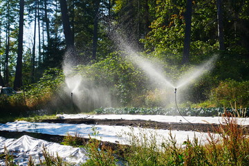 Sprinklers irrigating a vegetable garden