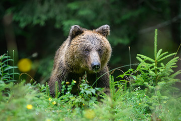 Naklejka na ściany i meble Wild adult Brown Bear ( Ursus Arctos ) in the summer forest
