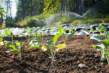 Broccoli plants growing in a vegetable garden with irrigation sprinklers in the background