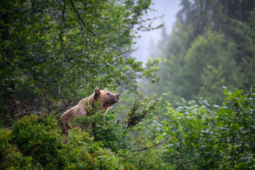 Wild adult Brown Bear  (Ursus Arctos) in the summer forest