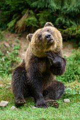 Fototapeta na wymiar Brown bear sitting in funny pose