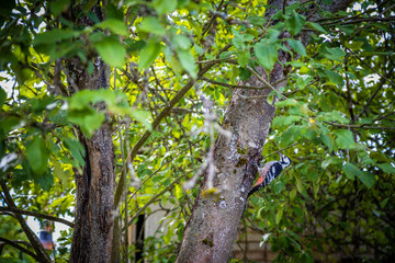 woodpecker sitting on a tree