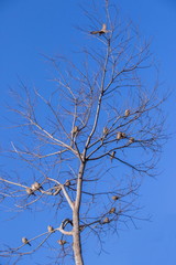 Flock of small grey birds isolated in a dry tree with a clear blue sky image for background use in vertical format