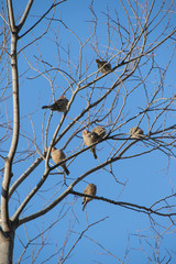 Flock of small grey birds isolated in a dry tree with a clear blue sky image for background use in vertical format