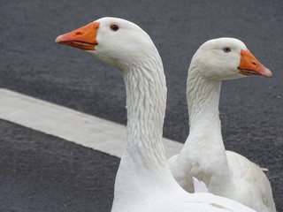 Freilaufende Gänse auf der Straße