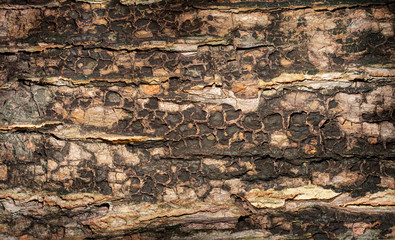 tree bark texture.  wooden background with dark and light colors on the tree