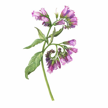 Closeup of a branch of the blue comfrey flowers (known as Symphytum caucasicum, beinwell, Caucasian comfrey). Watercolor hand drawn painting illustration isolated on white background.