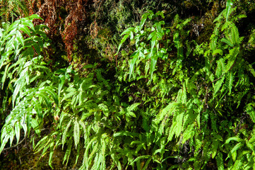 ニュージーランド、南島のホキティカジョージ
