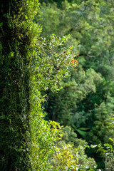 ニュージーランド、南島のホキティカジョージの森