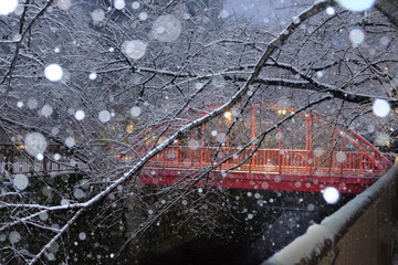 雪の目黒川