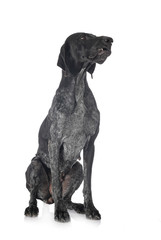 German Shorthaired Pointer