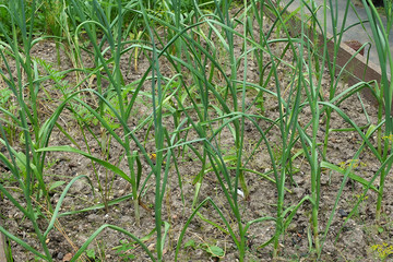This is a young green onion growing in a garden bed. Growing vegetables for a healthy diet.