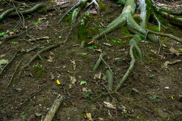 tree roots in the green forest on a beautiful summer day