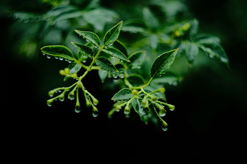 オールドレンズで撮った梅雨の植物