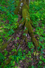 tree roots in the green forest on a beautiful summer day