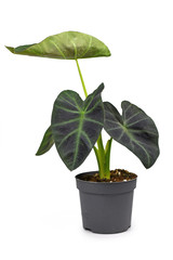 Tropical 'Colocasia Esculenta Aloha' garden- or houseplant with dark green and almost black leaves in flower pot isolated on white background