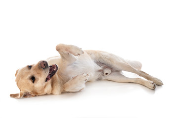 labrador retriever in studio