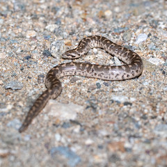 Eine Sandboa in der Draufsicht