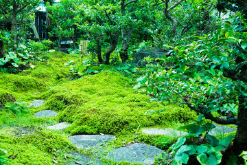 瑞々しい苔に覆われた日本庭園