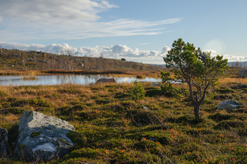 Fototapeta premium Tundra in autumn spruce pine on the lake.