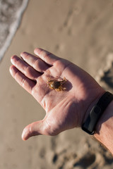 small crab on a man's hand