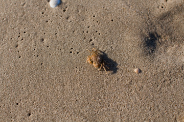 small crab on the sandy seashore