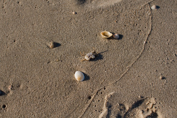 Fototapeta na wymiar small crab on the sandy seashore