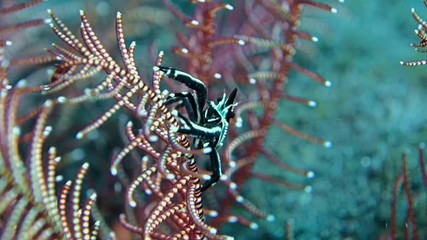 Feather star squat lobster lobster sits on the branches of a white-brown sea lily. Bali. Tulamben.